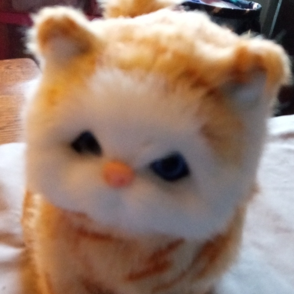 ORANGE / TAN STRIPED TABBY / WHITEFACE STANDING KITTEN 8X8 OFFERS WELCOME